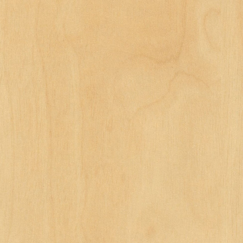 Curly Birch